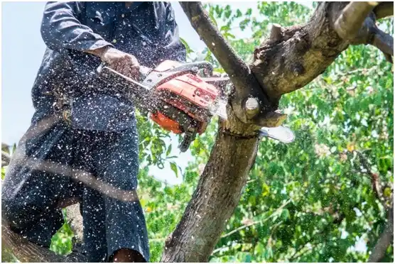 tree services Oliver Springs